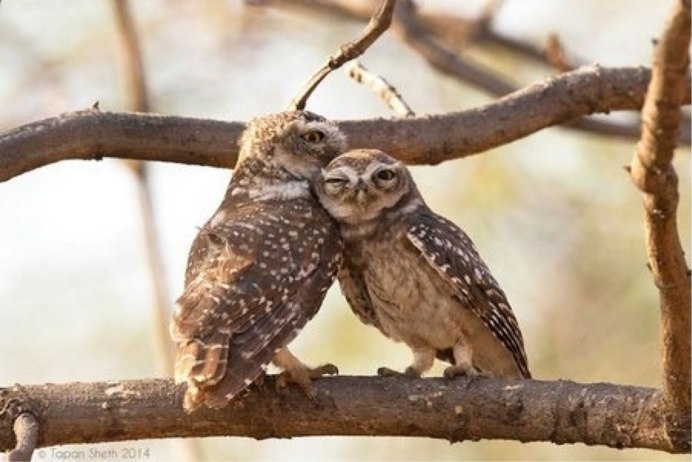 Совы парочки