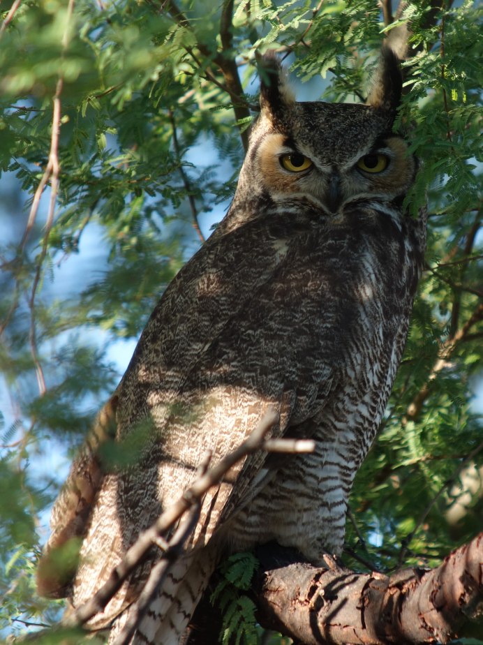 Ушастые Совы в Белгороде