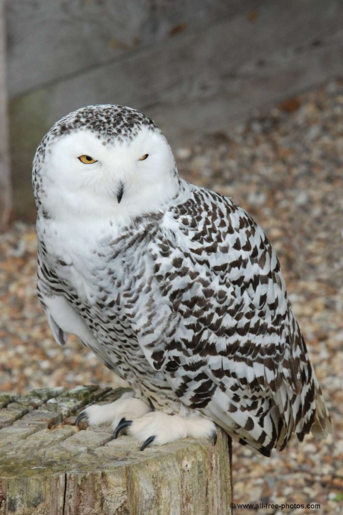 Полярная Сова самец и самка