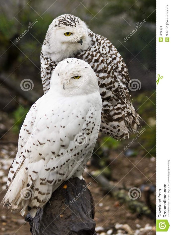 Полярная Сова самец