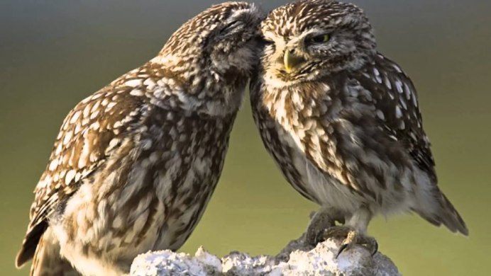 Брачные игры сов