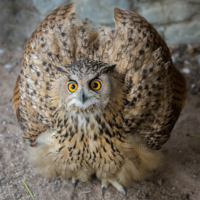 Сова нахохлилась