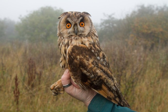 Совы Краснодарского края