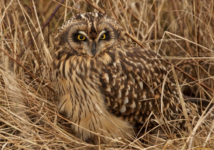 Белая Сова самец и самка