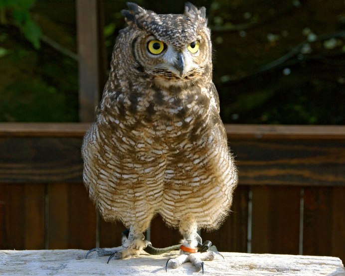 Западноафриканский Филин