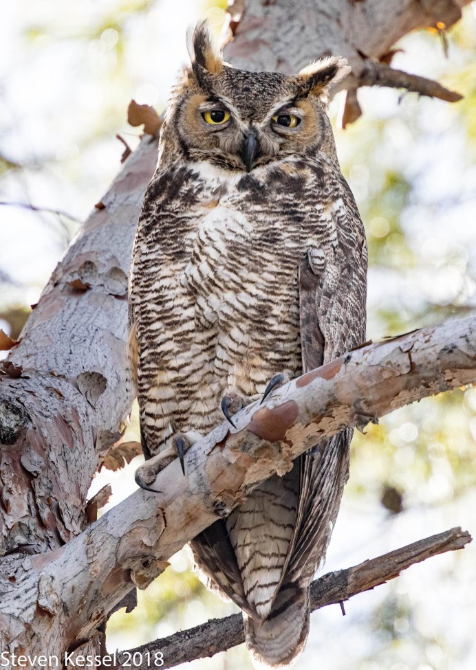 Виргинский Филин