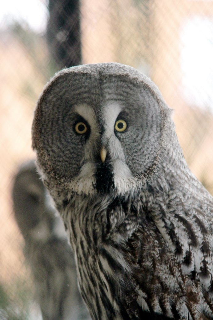 Рыбный Филин птенец