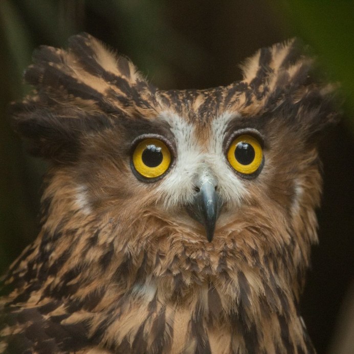 Рыжая Рыбная Сова филины