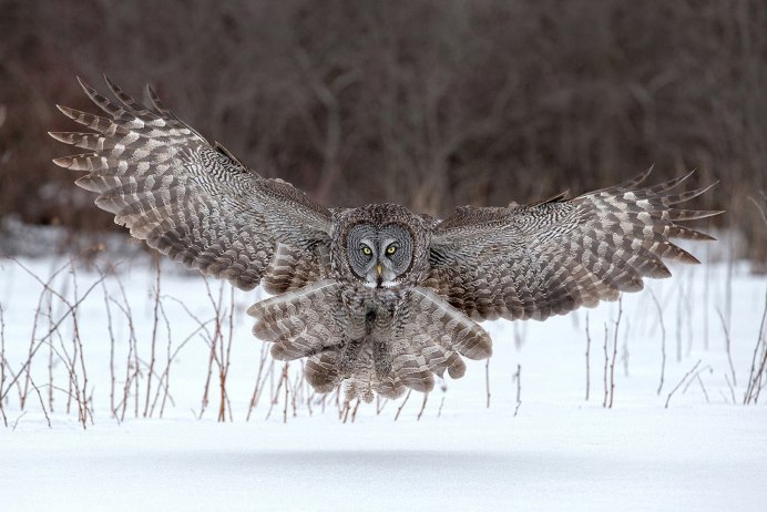 Бородатая неясыть размах крыльев