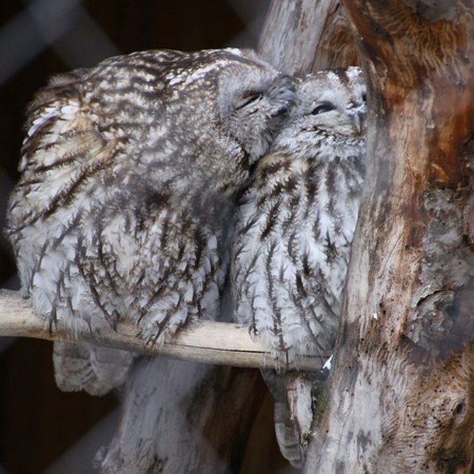 Филин самец и самка