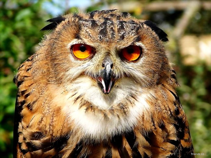 Внешность Совы
