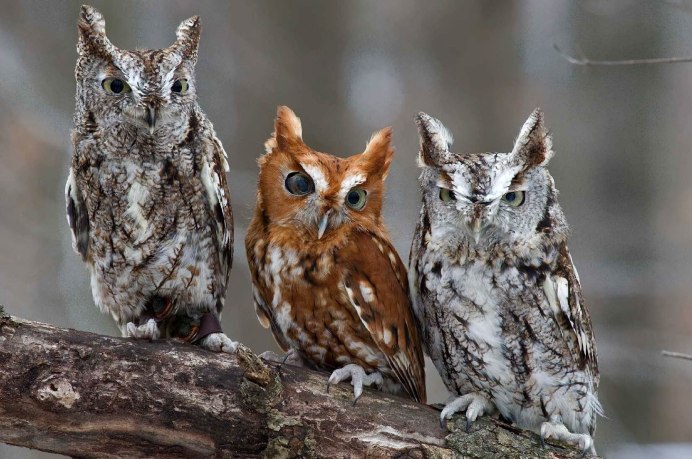 Филин самец и самка