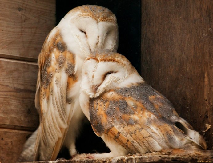 Екатеринбургский зоопарк Сова