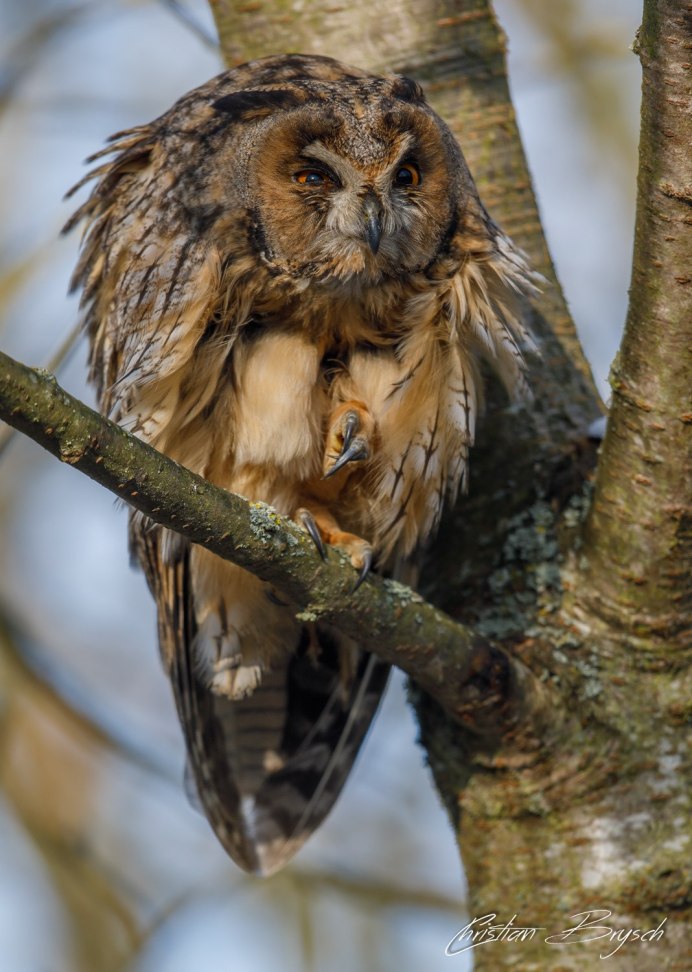 Самка Филина