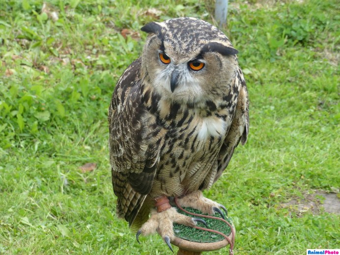 Самка Филина