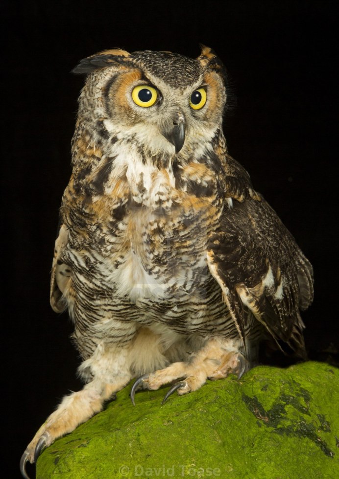 Европейский Филин (Bubo Bubo)