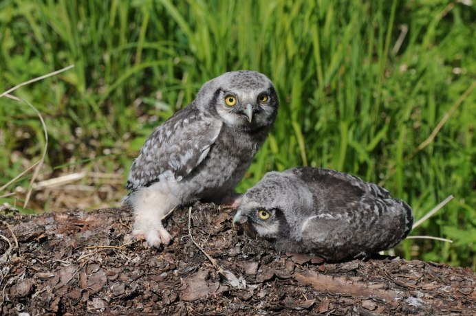 Слеток ястребиной Совы