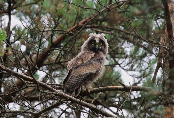 Ушастая Сова самка