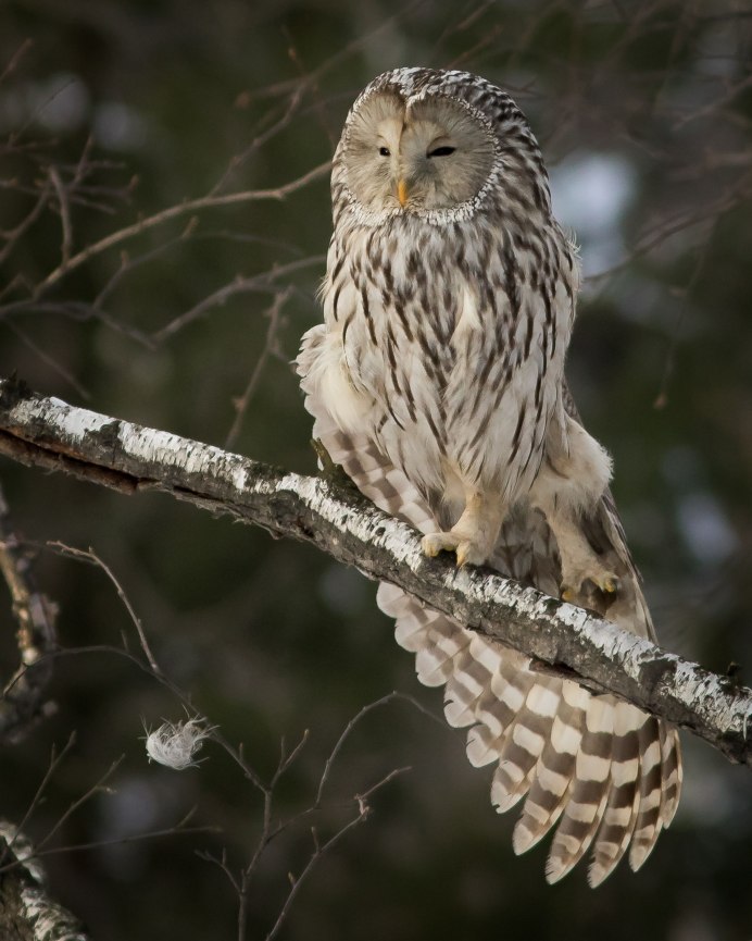 Длиннохвостая Уральская неясыть