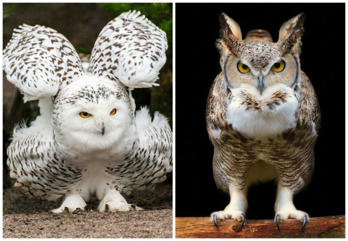 Сова и Филин отличия