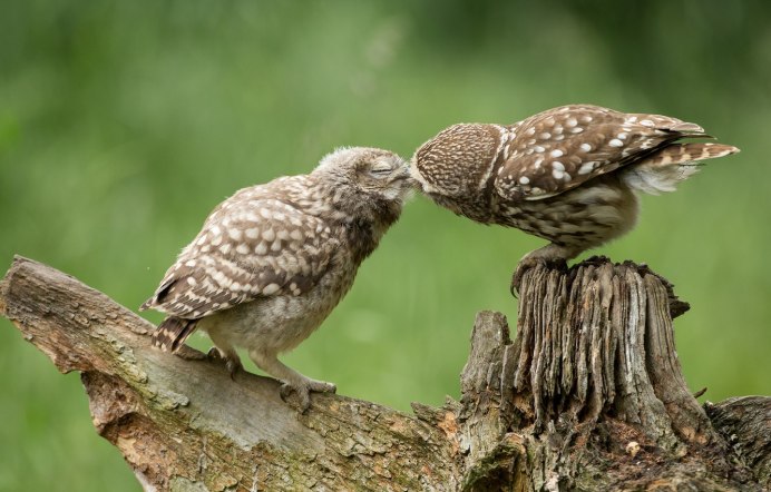 Совы целуются