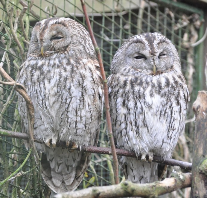 Серая неясыть самец и самка