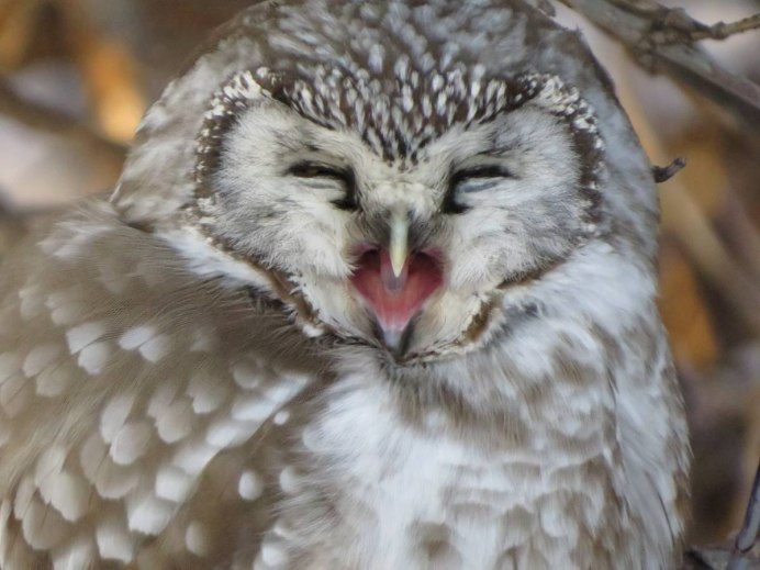 Мохноногий Сыч (Aegolius funereus)