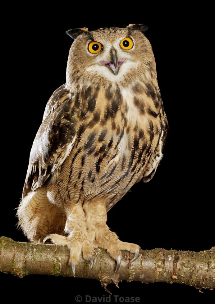 Филин самка