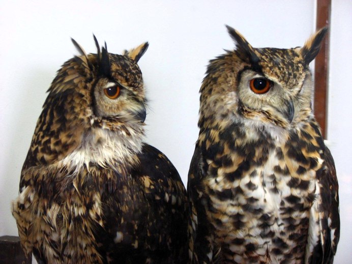 Филин самка