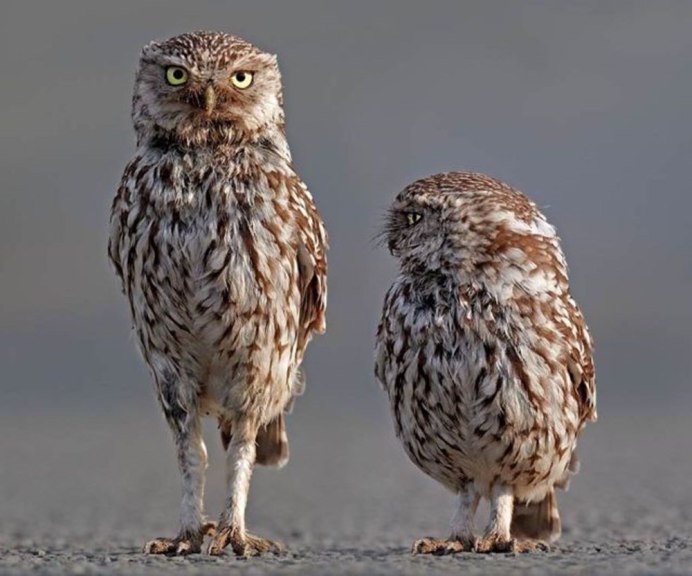 Сыч в сравнении с филином
