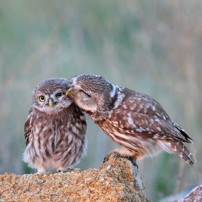 Домовой Сыч самка