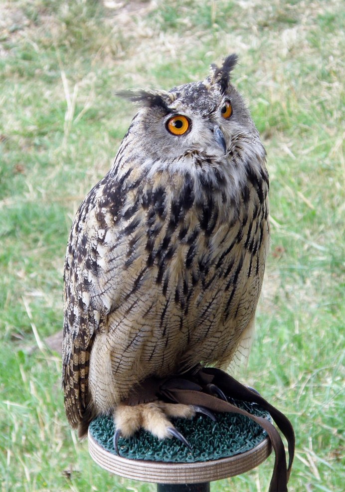 Сова рогатая неясыть