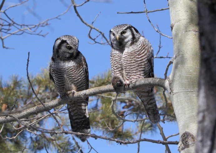 Ястребиная Сова птенец