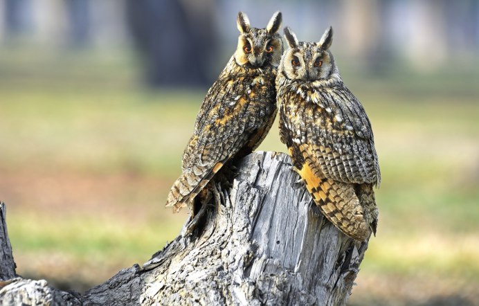 Пара Филинов