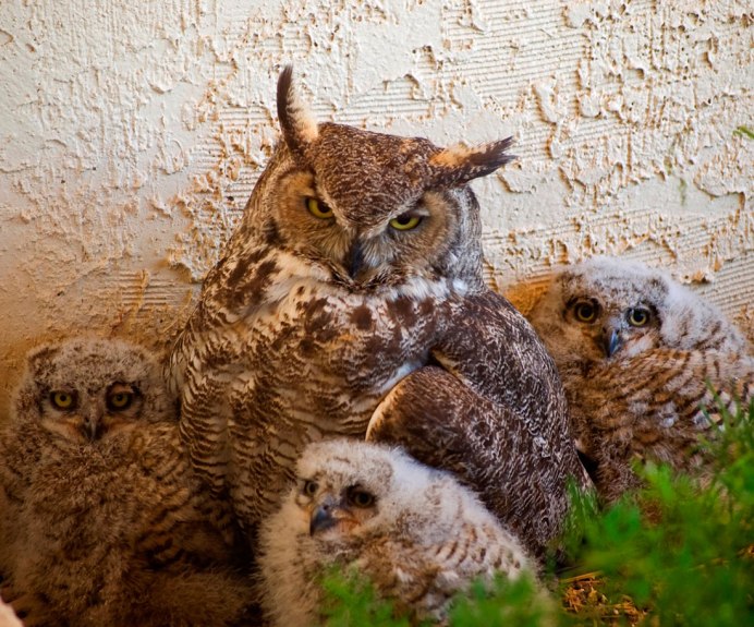 Виргинский Филин слеток