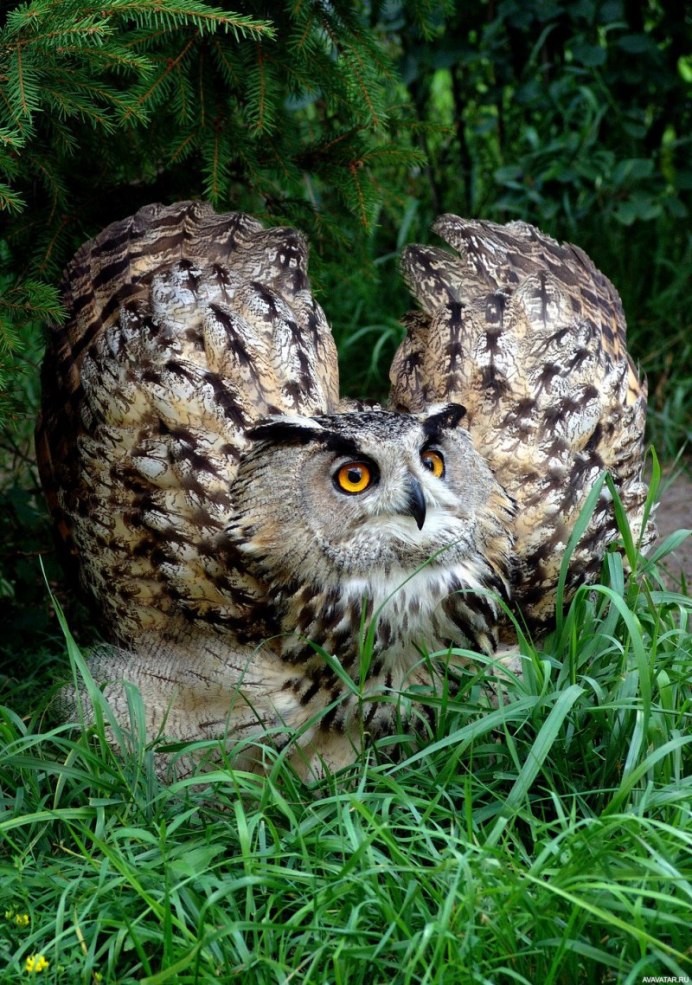 Филин обыкновенный самка