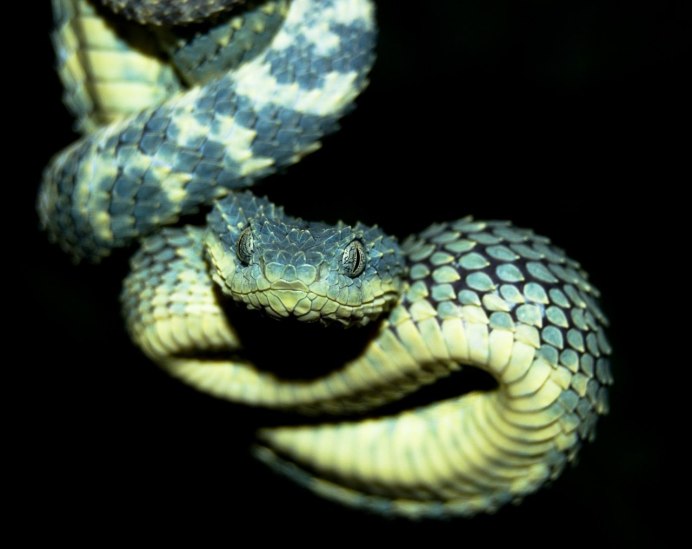 Кустарниковая гадюка (Atheris