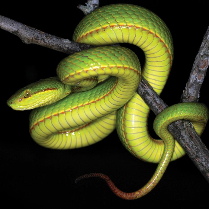 Кустарниковая гадюка (Atheris