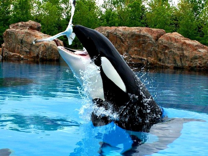 Transient Killer Whale