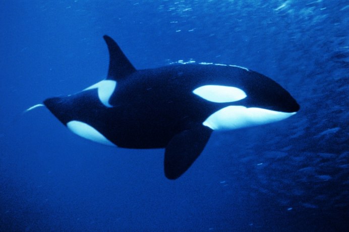 Косатка Orcinus Orca