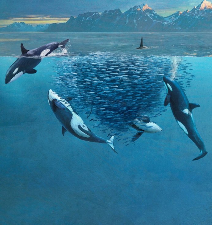 Косатка - Orcinus Orca (Дальневосточная Плотоядная популяция)