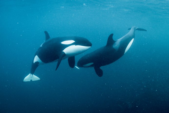 Orca Касатка