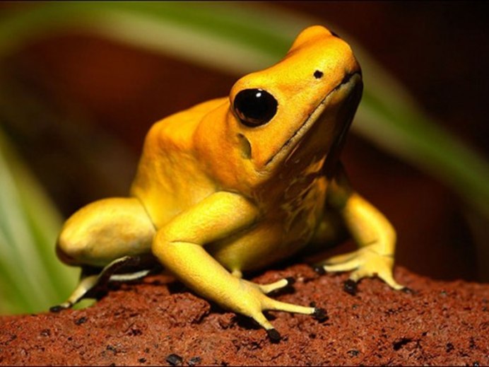 Pelophylax lessonae