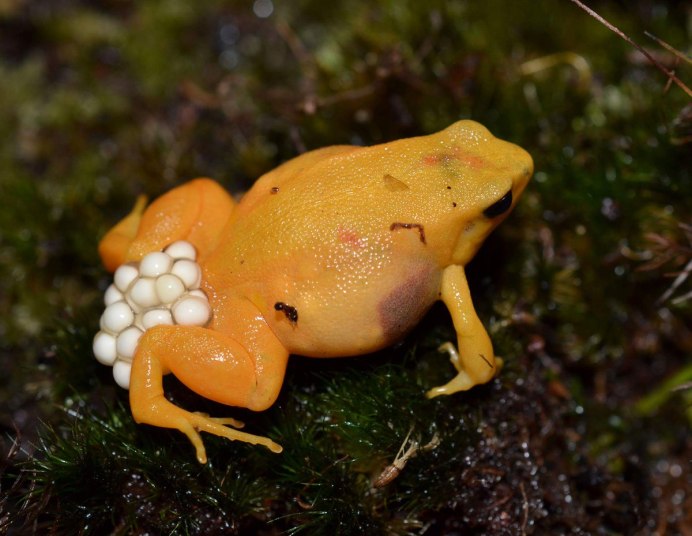 Лягушка phyllobates terribilis