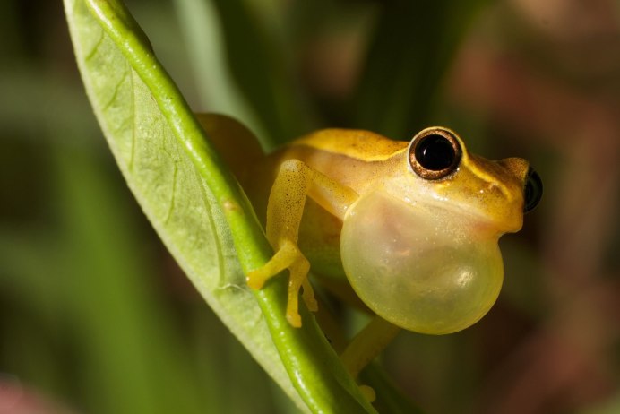 Чакская рогатка ceratophrys cranwelli