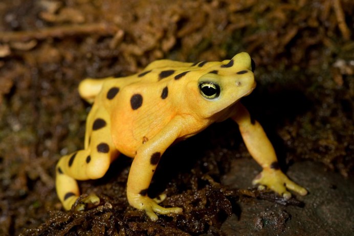 Hoplobatrachus tigerinus