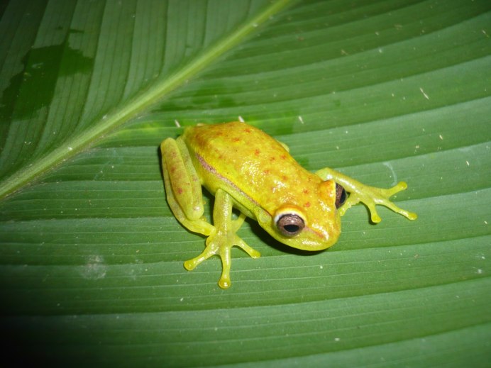 Тигровая лягушка Hoplobatrachus tigerinus