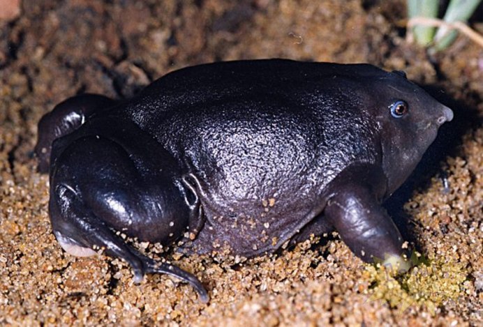 Лягушка Nasikabatrachus sahyadrensis