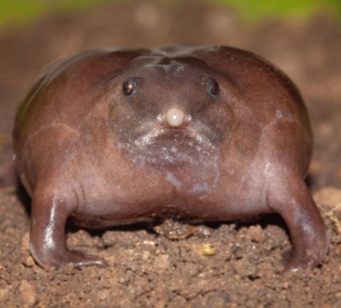 Лягушка Nasikabatrachus sahyadrensis