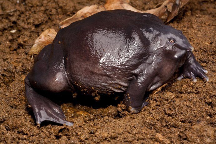 Лягушка Nasikabatrachus sahyadrensis